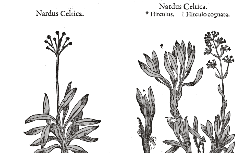 A woodcut of Celtic spikenard, an old perfume root, from the 1586 Mattioli herbal