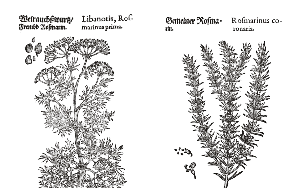 A woodcut from Mattioli's herbal of 1586: rosemary and a related herb