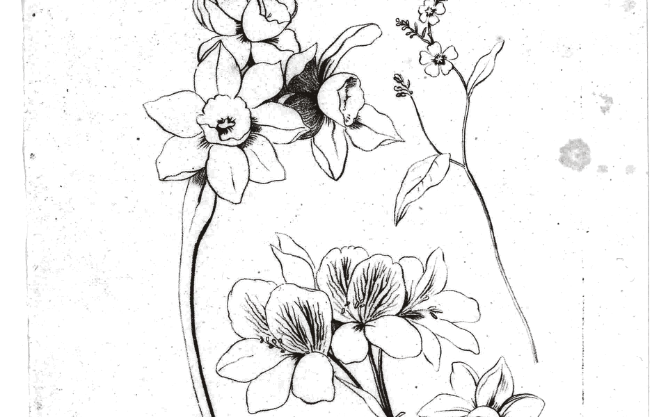 A fine line print of narcissus flowers on their stems
